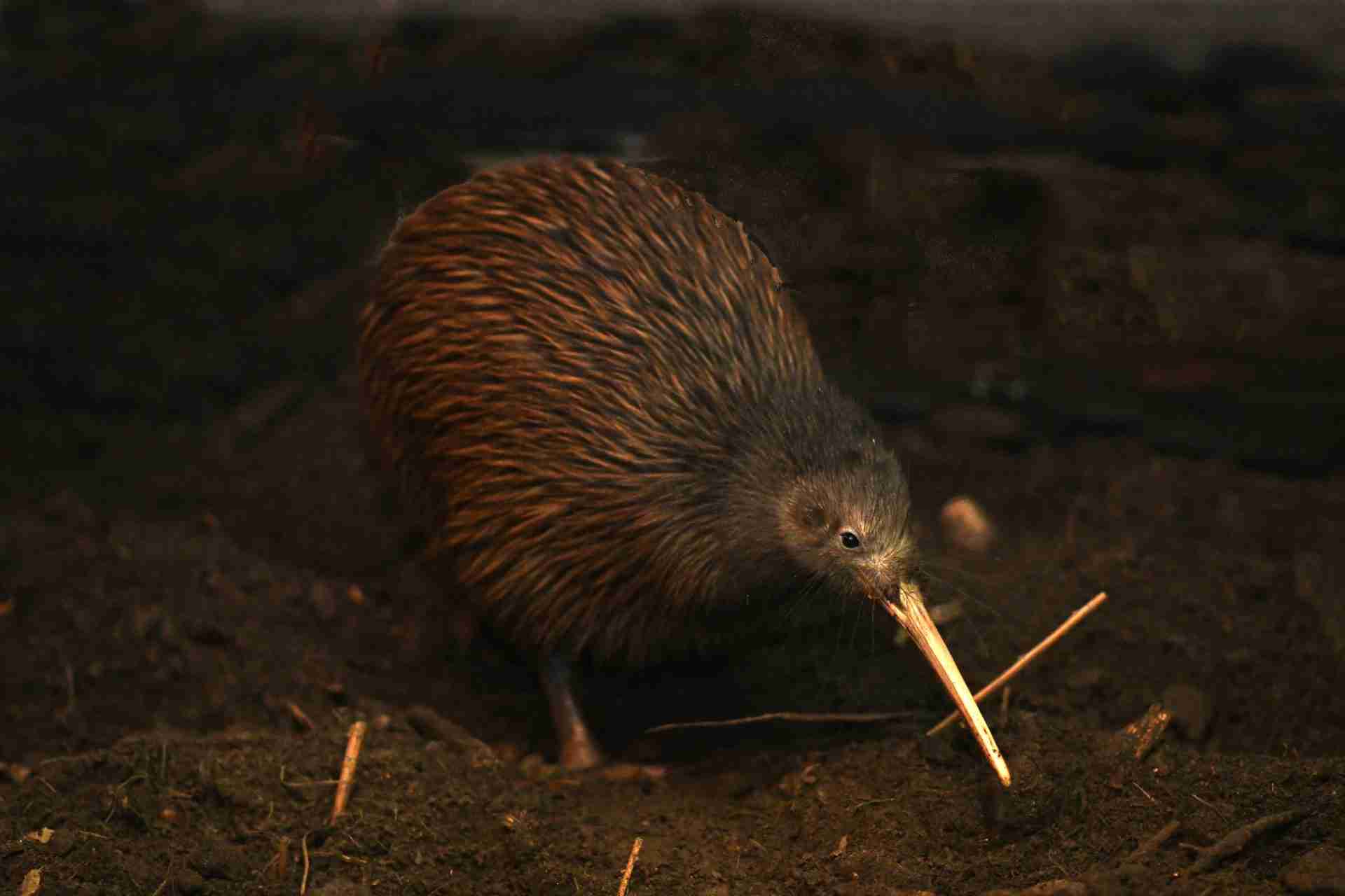 A North Island brown kiwi (Apteryx mantelli) in the bush
