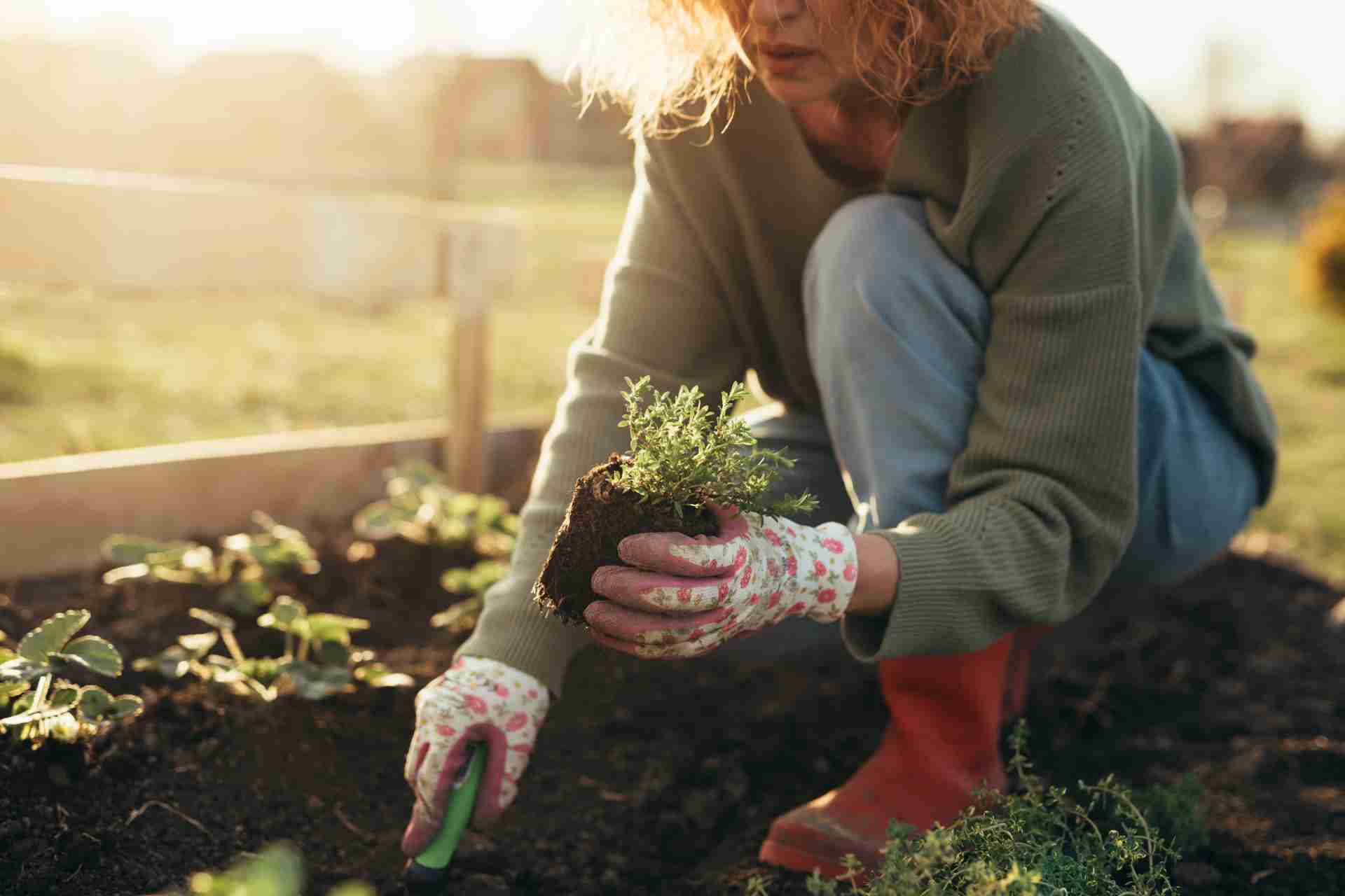 Gardener in a warm sweater crouching beside young strawberry plants in soft winter light