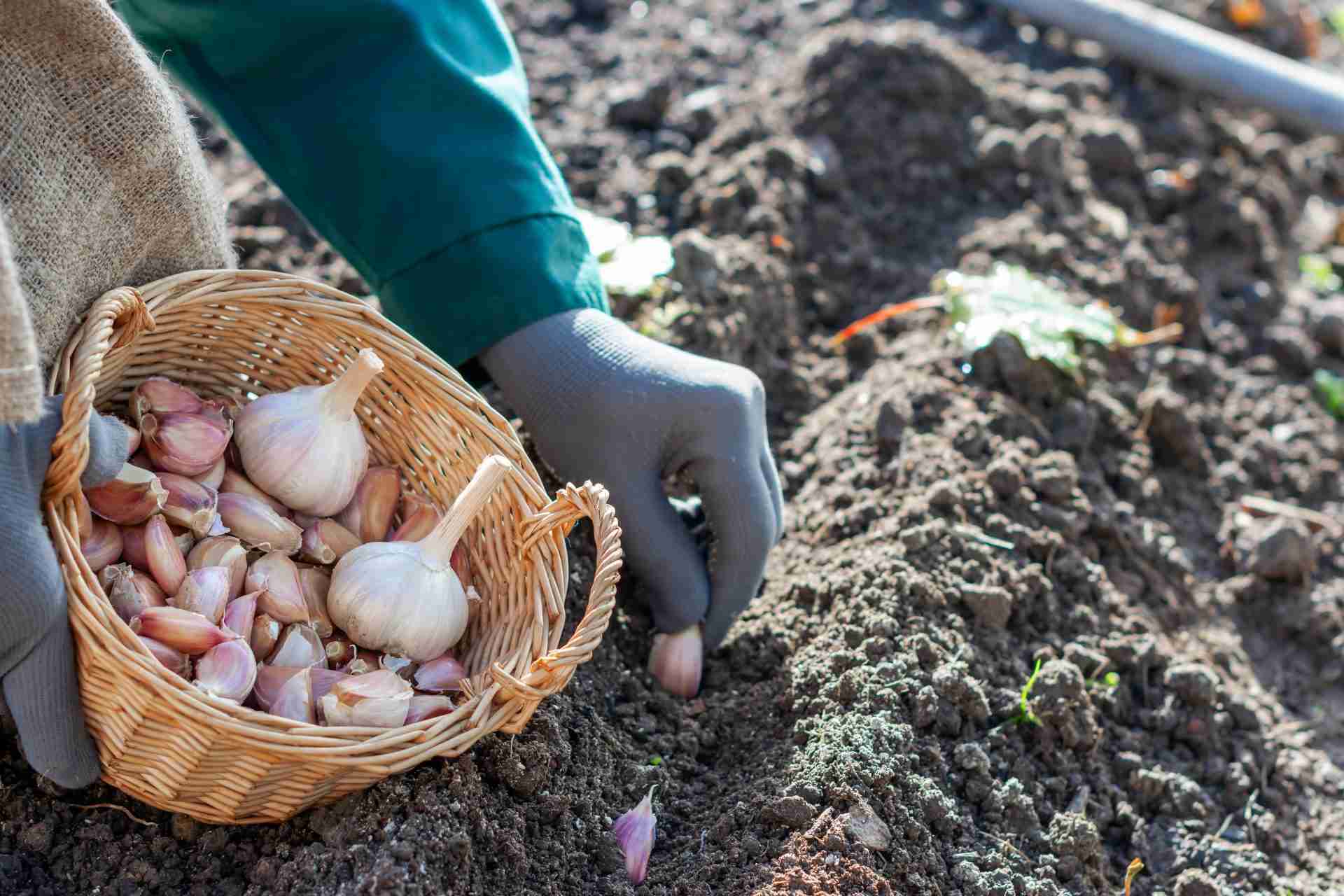 Gardener planting garlic cloves from a woven basket in dark autumn soil