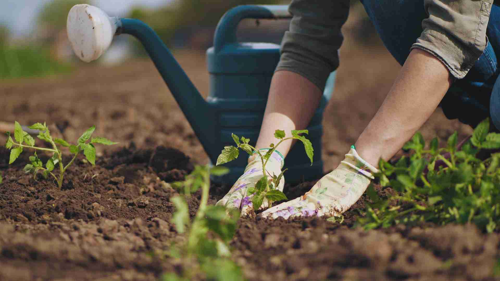 What to plant in your New Zealand garden this October