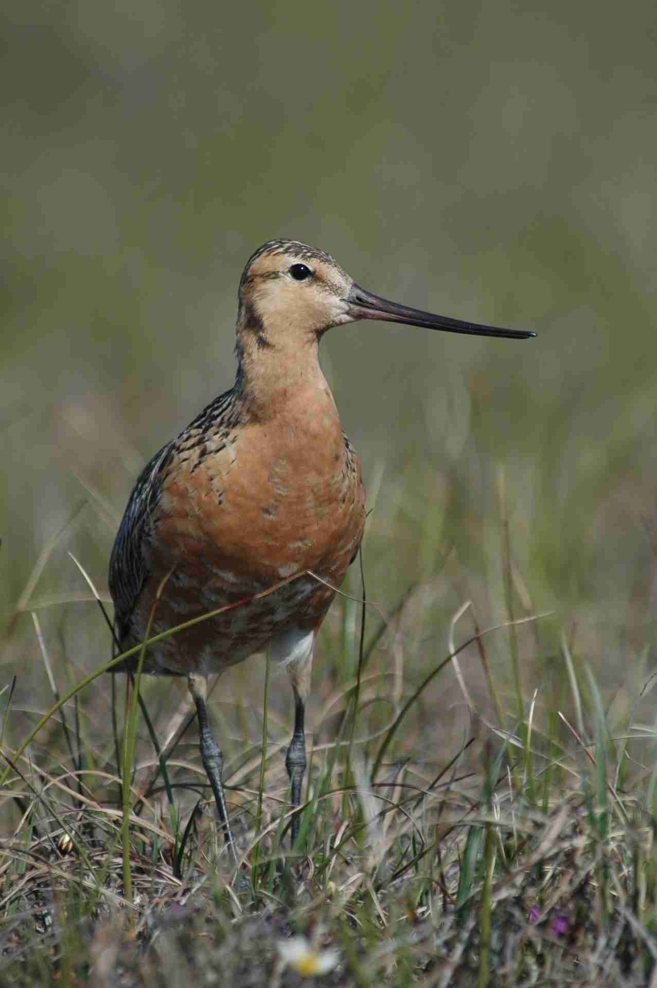Male bar-tailed godwit in brick-red breeding plumage on the Alaskan tundra near Prudhoe Bay
