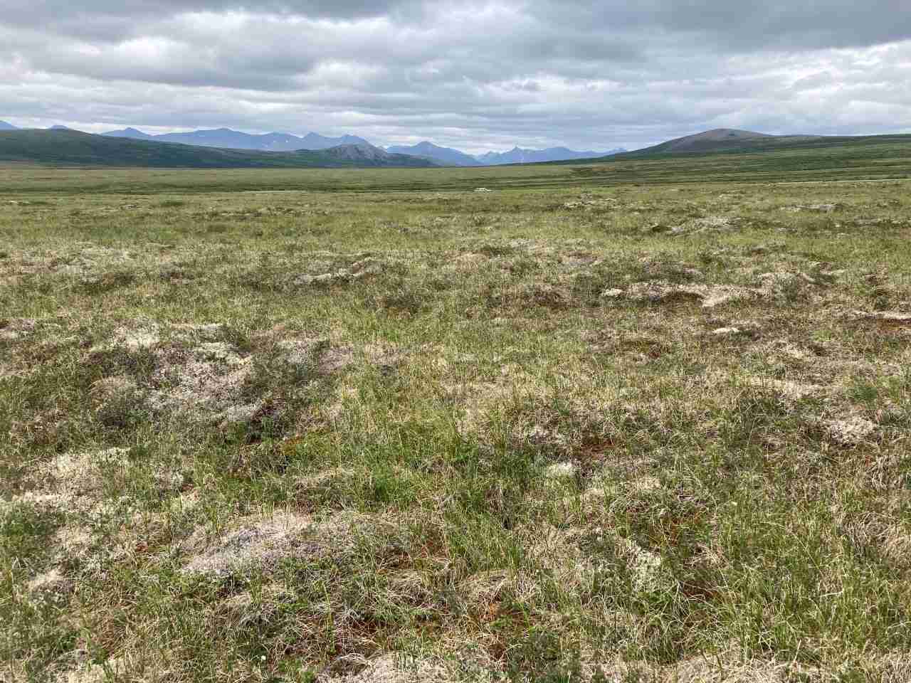 Coastal tundra on the Seward Peninsula near Nome, Alaska — typical bar-tailed godwit breeding habitat