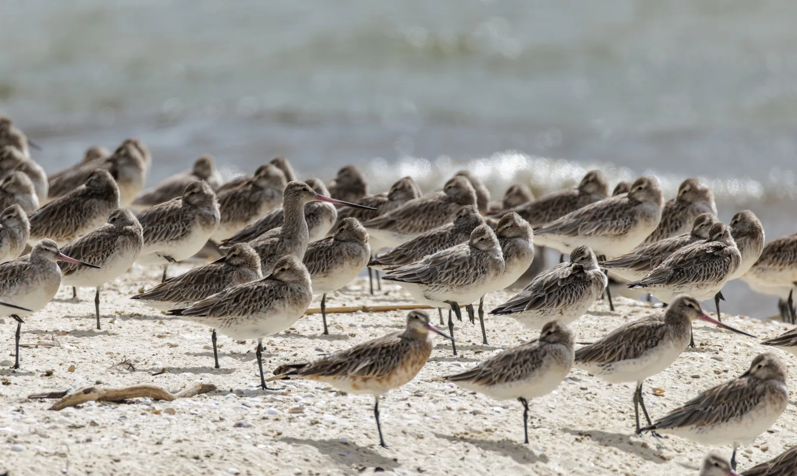 A flock of bar-tailed godwits resting in non-breeding plumage on a New Zealand shellbank