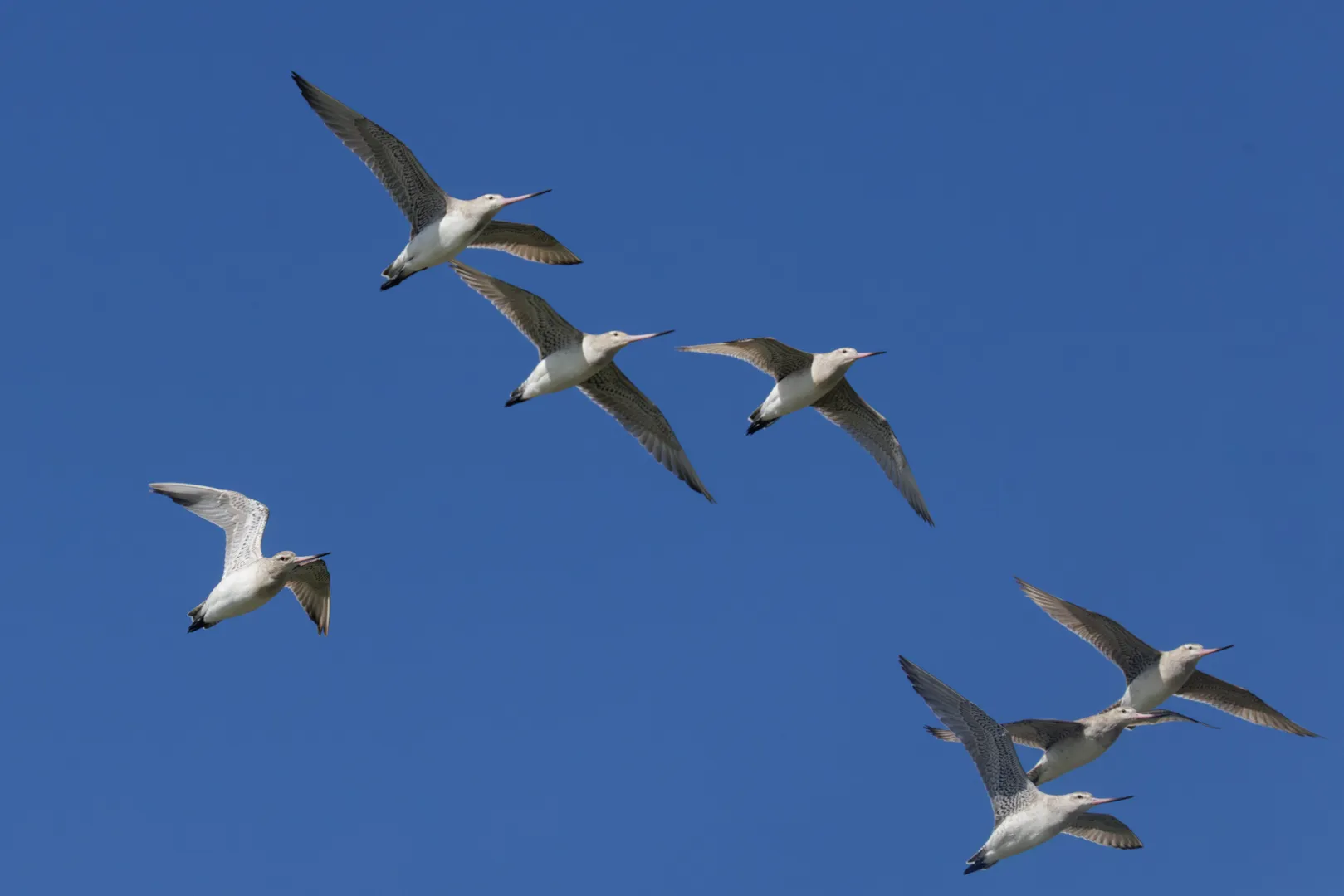 A small flock of bar-tailed godwits in flight against a deep blue sky