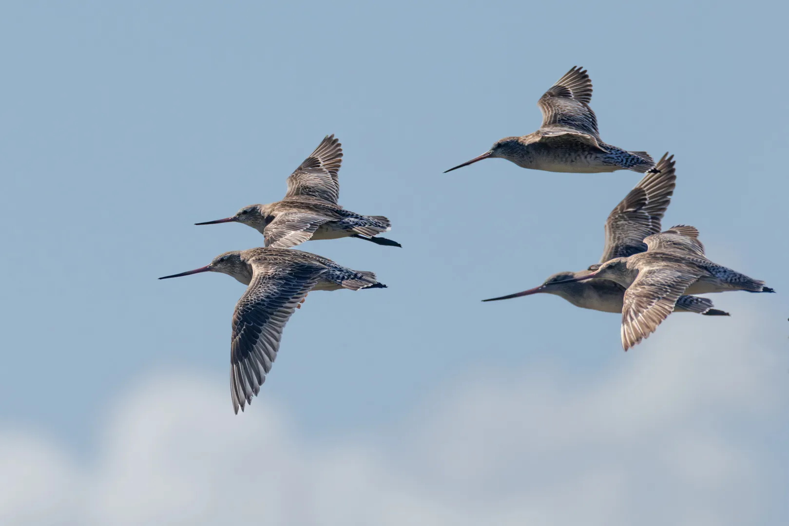 Bar-tailed godwits in close formation in flight