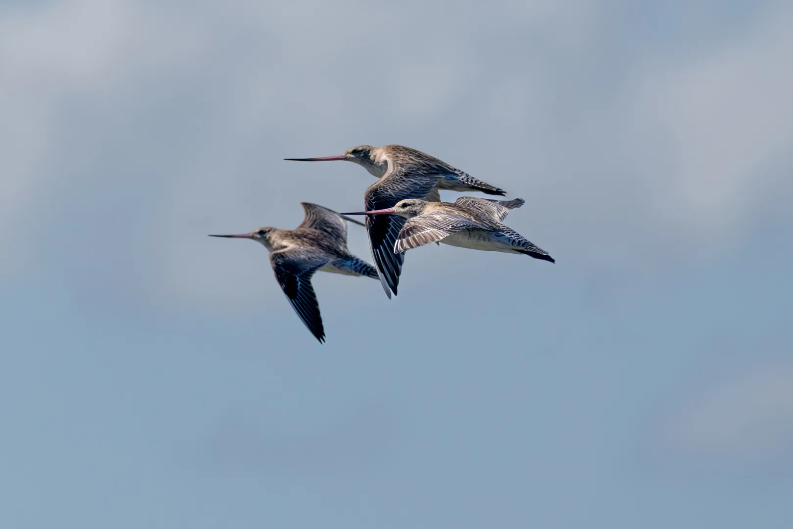 Two bar-tailed godwits in flight against a soft blue sky