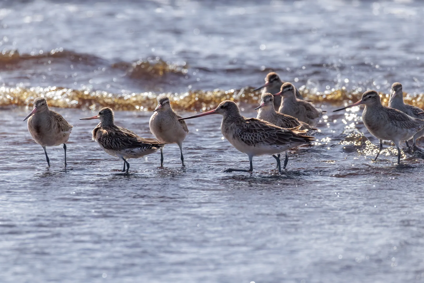 A flock of bar-tailed godwits standing in shallow water with surf behind