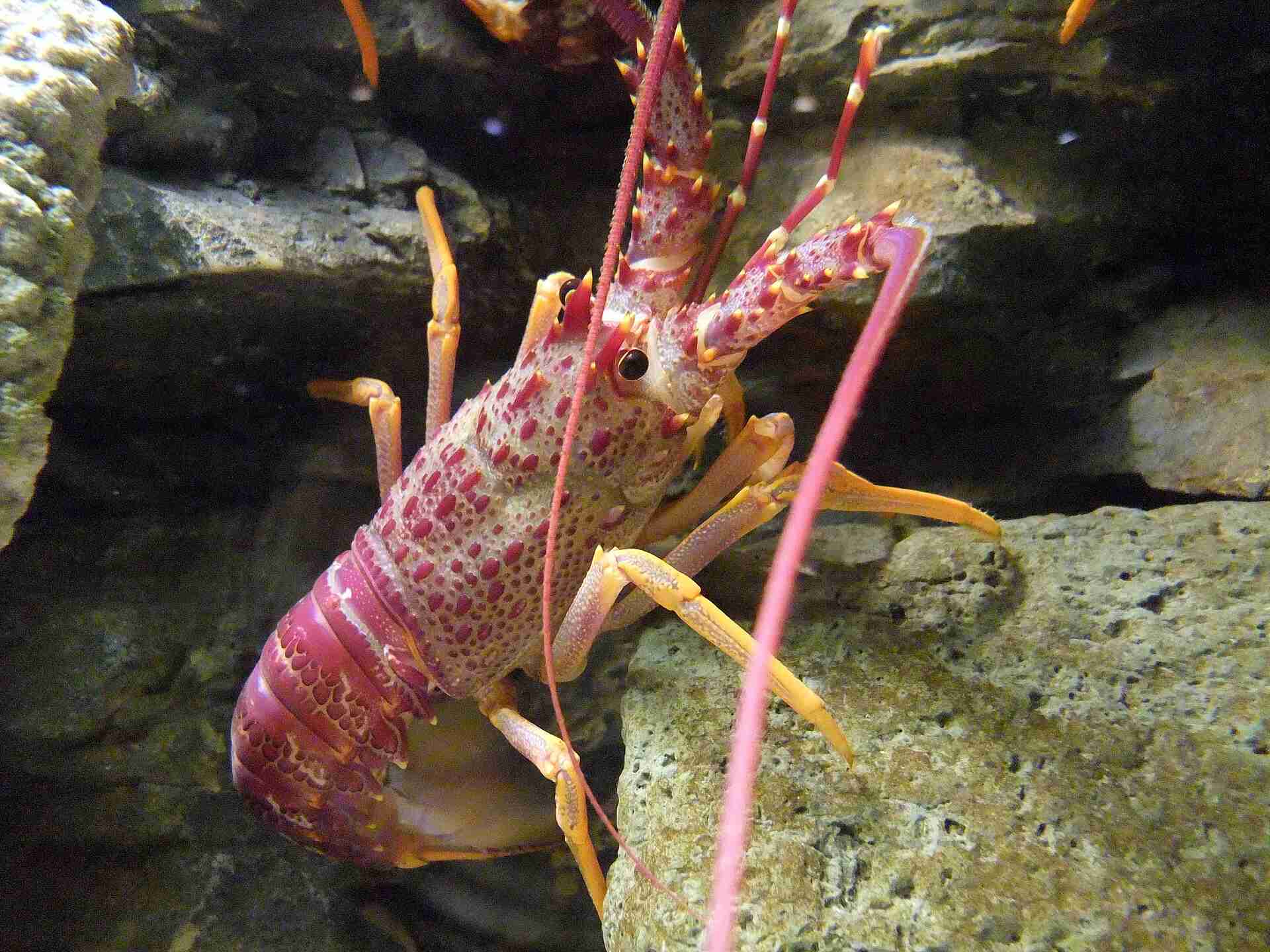 Queenstown helicopter company loses two $1 million helicopters over illegal crayfish dinners for Rees Hotel guests