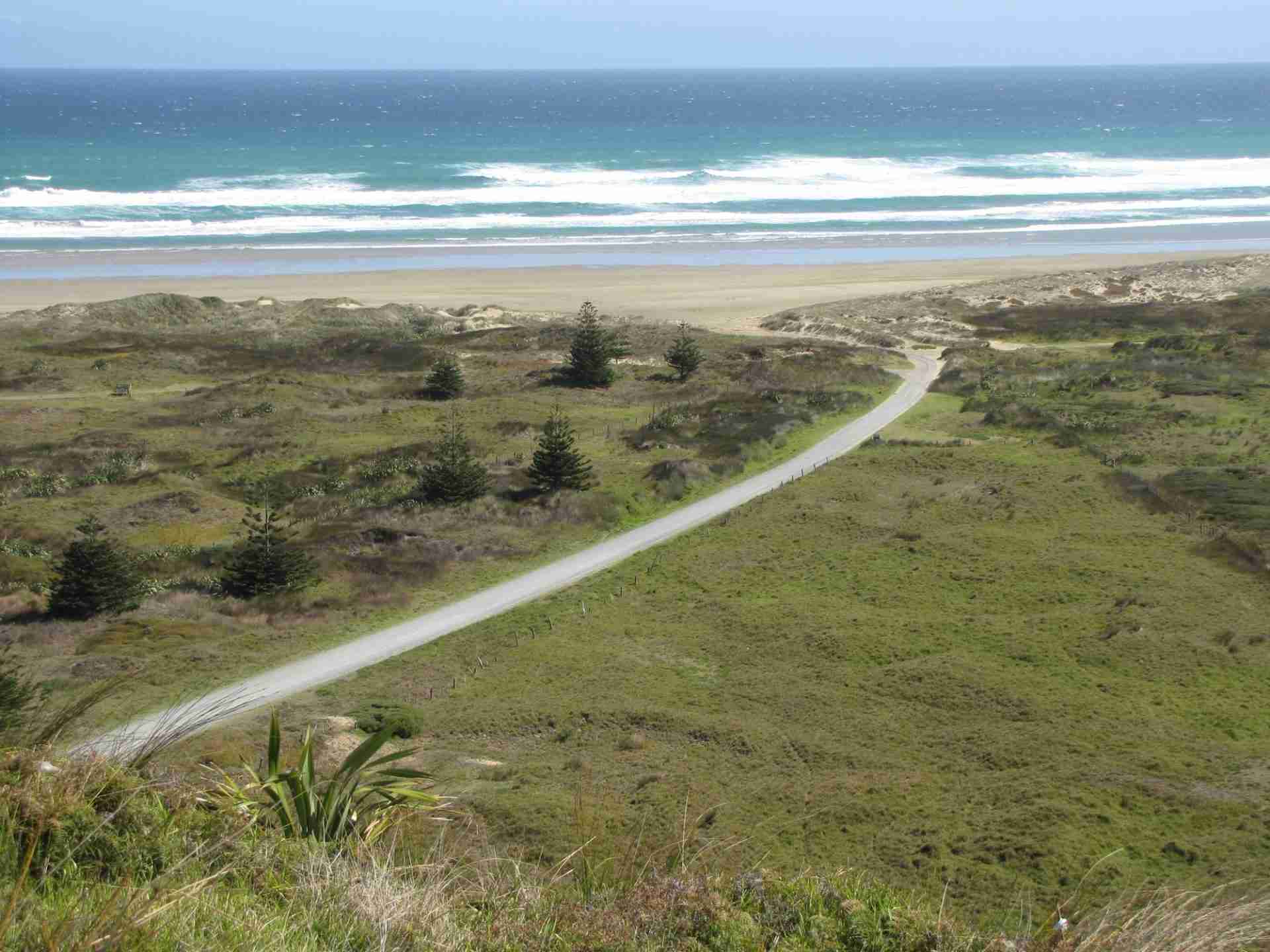 Up to 15 pygmy killer whales die in Ninety Mile Beach stranding